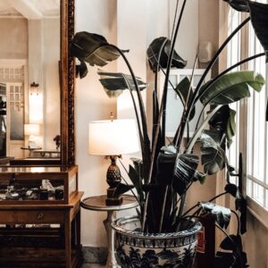 Donica Neri — Velmora Home